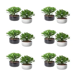 6-szt-crassula-ovata-drzewko-pieniedzy-22-cm-doniczka-zielona