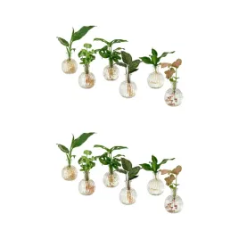 2-szt-hydroponiczna-roslina-10-cm-idealna-dekoracja-wnetrza