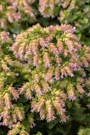 oregano-dingle-fairy-origanum-vulgare-bylina-ziolo-ozdobne