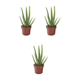 3-szt-aloes-vera-roslina-doniczkowa-35-cm-latwa-pielegnacja-aloehome
