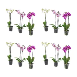 4-szt-orchidea-phalaenopsis-2-lodygi-60-cm-roslina-doniczkowa