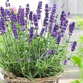 lawenda-sadzonki-fioletowa-blue-scent-07l-kwitnie-dlugo-i-obficie-odporna