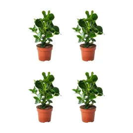 4-szt-kluzja-rozowa-12-cm-roslina-doniczkowa-do-wnetrz-clusia
