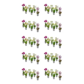 10-szt-orchidea-wielokwiatowa-12-cm-doniczka-phalaenopsis