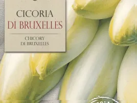 cykoria-di-bruxelles-niskokaloryczne-warzywo-nasiona