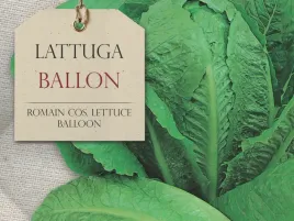 salata-rzymska-ballon-niskokaloryczne-warzywo-nasiona