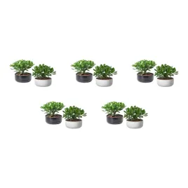 5-szt-crassula-ovata-drzewko-pieniedzy-22-cm-doniczka-zielona