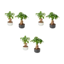 3-szt-radermachera-roslina-doniczkowa-lalka-chinska-14-cm