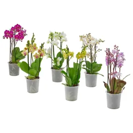 orchidea-wielokwiatowa-12-cm-doniczka-phalaenopsis