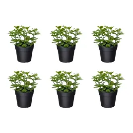 6-szt-sztuczna-roslina-doniczkowa-mieta-9-cm-do-wnetrz-i-na-zewnatrz