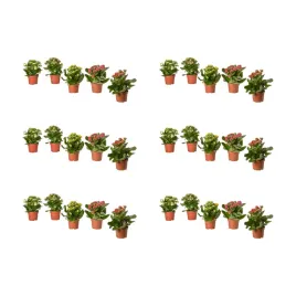 6-szt-kalanchoe-flaming-katy-roslina-doniczkowa-rozne-kolory