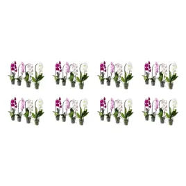 8-szt-orchidea-phalaenopsis-kaskadowa-60-cm-doniczkowa-roslina