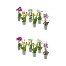 2-szt-orchidea-wielokwiatowa-12-cm-doniczka-phalaenopsis