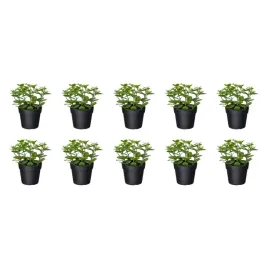 10-szt-sztuczna-roslina-doniczkowa-mieta-9-cm-do-wnetrz-i-na-zewnatrz
