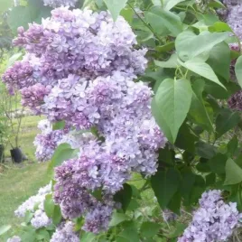 lilak-pospolity-syringa-vulgaris-nadezhda