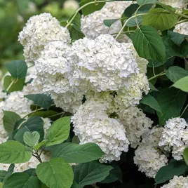 hortensja-ogrodowa-hydrangea-macrophylla-leuchtfeuer