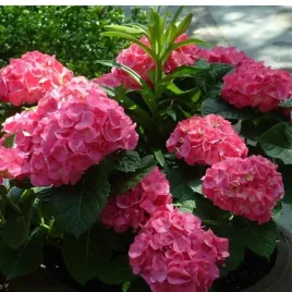 hortensja-bukietowa-hydrangea-paniculata-sundae-fraise-r