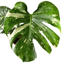 monstera-deliciosa-thai-constellation-sadzonka-duze-nakrapiane-liscie