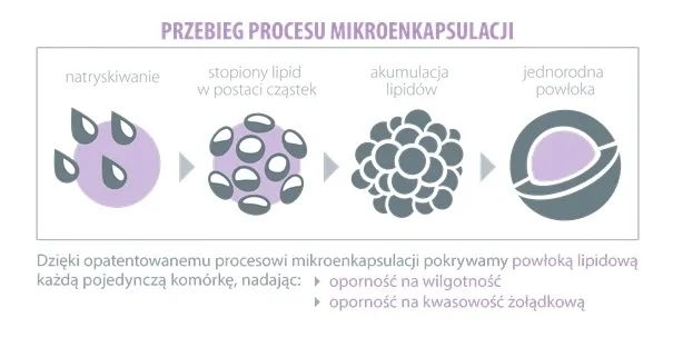 probiobalance-forte-30-kaps-podstawowy-skladnik-probiotyki