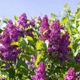 lilak-pospolity-syringa-vulgaris-and-an-ludwig-spath