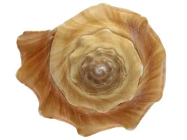 muszla-muszelka-slimaka-6-10cm-naturalna-duza-idealna-dekoracja-do-akwarium