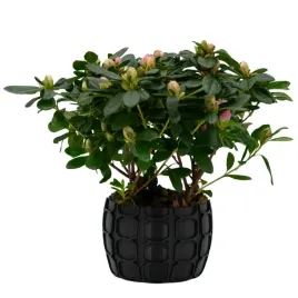 oslonka-na-doniczke-85125-cm-czarna