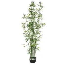 bambus-o-wysokosci-180-cm-z-ceramiczna-doniczka