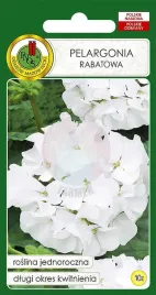 pelargonia-rabatowa-f1-biala-10-z