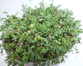 nasiona-na-kielki-pikantny-mix-25g-od-skworcu