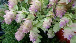 oregano-kent-beauty-origanum-rotundifolium-ozdobne-do-doniczki