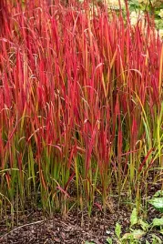 imperata-cylindryczna-red-baron-imperata-cylindrica