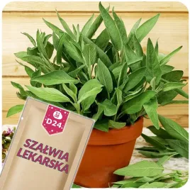 51seed-d24-szalwia-lekarska-roslina-wieloletnia-ziola-nasiona-ziol-1g