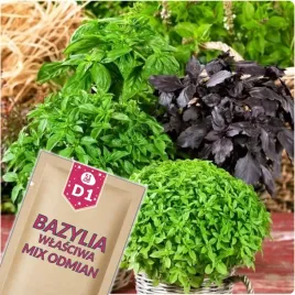 51seed-d1-bazylia-wlasciwa-mix-odmian-zielonych-ziola-nasiona-ziol-1g