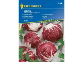 cykoria-salatowa-indigo-fioletowa-nasiona-kiepenkerl