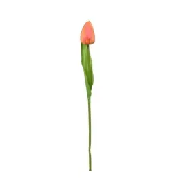 tulipan-galazka-pomaranczowa