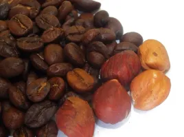 kawa-ziarnista-orzech-laskowy-500g-duza-paka