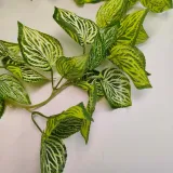zwis-lisc-2-180cm-rodzaj-zielone-sciany