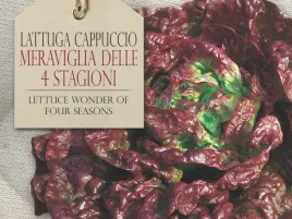salata-meraviglia-delle-quattro-stagioni-bordowe-liscie