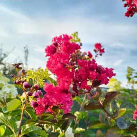 lagerstroemia-indyjska-rubra-bez-poludnia-czerwona-nektarowa-sadzonka-p9