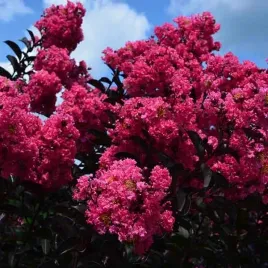 lagerstroemia-indyjska-magnifica-rosea-bez-poludnia-rozowa-sadzonka-p9