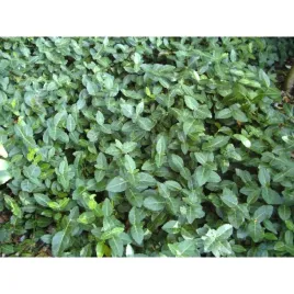 trzmielina-radicans-zimozielona-plozaca-okrywowa-sadzonka-p9