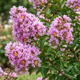 lagerstroemia-indyjska-seaburn-fioletowa-bez-poludnia-sadzonka-p9