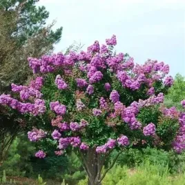 lagerstroemia-indyjska-seaburn-fioletowa-bez-poludnia-sadzonka-p9