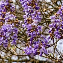 paulownia-omszona-puszysta-drzewo-cesarskie-szybki-wzrost-sadzonka-p9