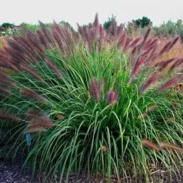 rozplenica-red-head-trawa-puszyste-ciemne-klosy-sadzonka-p9