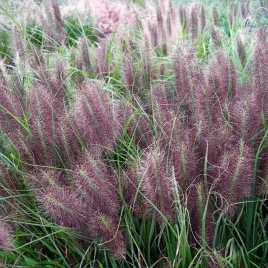 rozplenica-red-head-trawa-puszyste-ciemne-klosy-sadzonka-p9