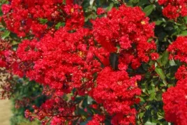 lagerstroemia-indyjska-magnifica-rubra-bez-poludnia-czerwona-sadzonka-p9