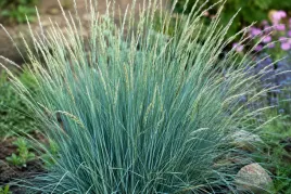 elymus-magellanicus-wydmuchrzyca-magellana-niebieska-trawa-ozdobna-sadzonka