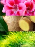 yodeyma-woda-perfumowana-resolu-50ml-marka-bez-marki