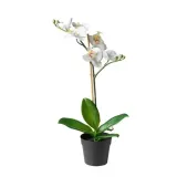 ikea-fejka-storczyk-28cm